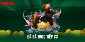 đá gà trực tiếp