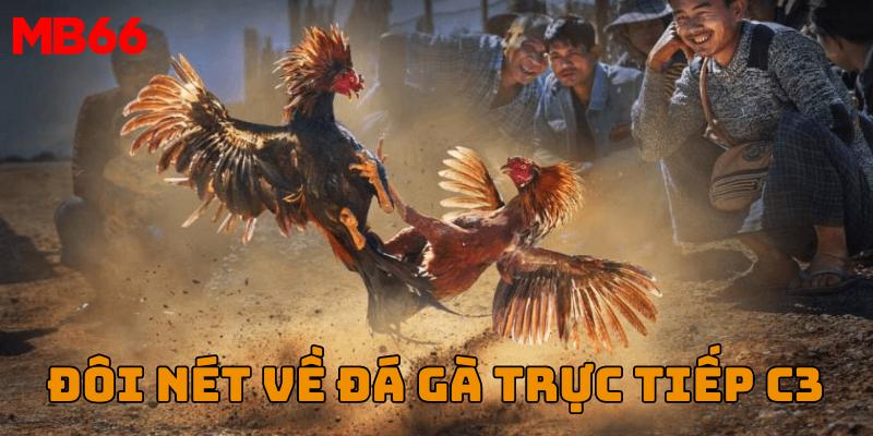 Giới thiệu đôi nét về đá gà trực tiếp C3 tại M66