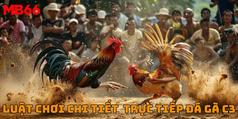 Luật chơi chi tiết trực tiếp trận đá gà C3